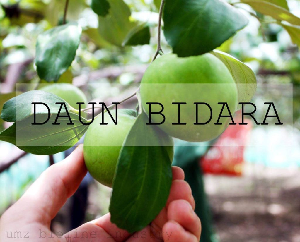 herba daun bidara - Produk jenama sendiri